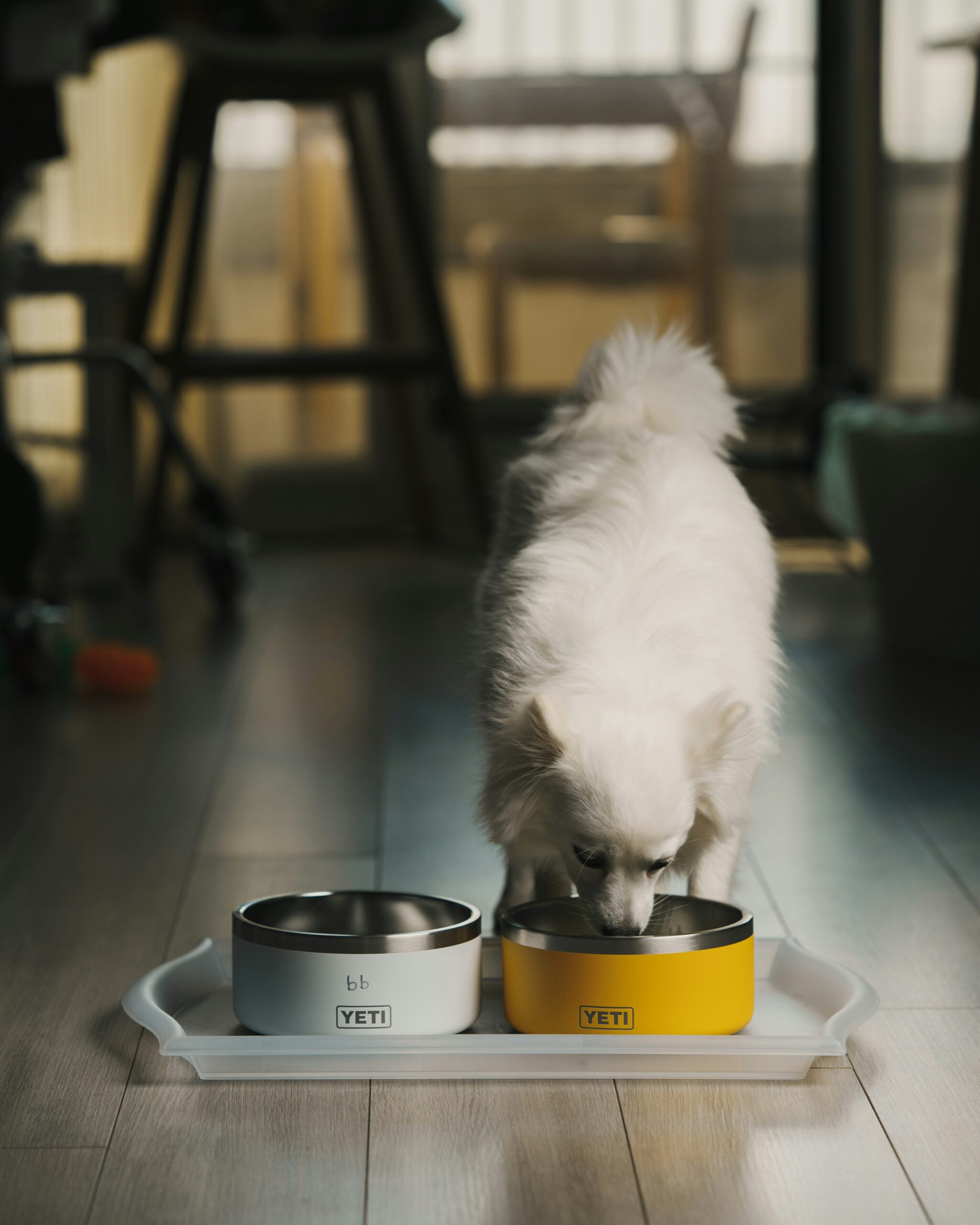 Toilettage pour chien - Toutou Clean (produits naturels)