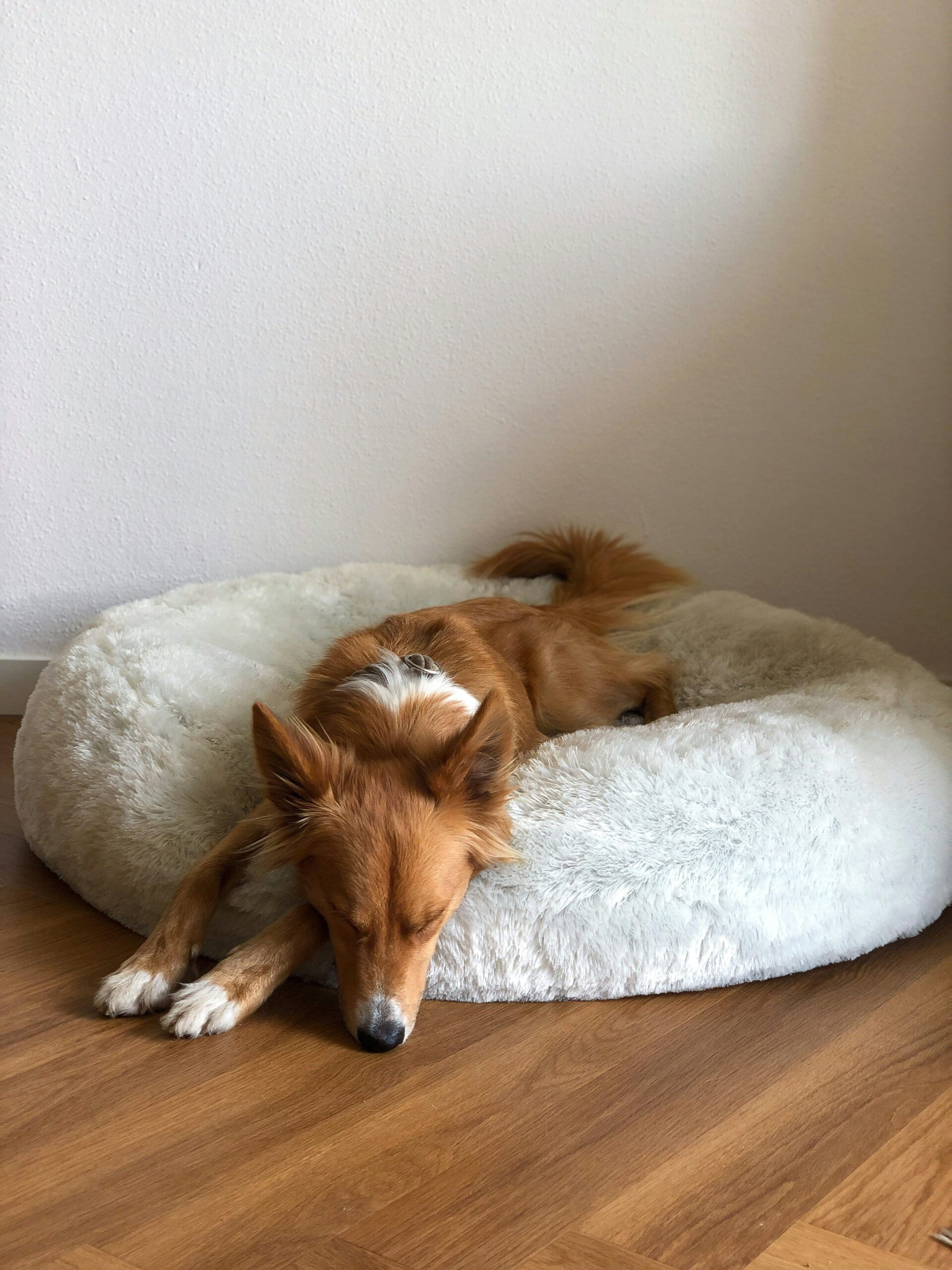 Toilettage pour chien – Toutou Clean
