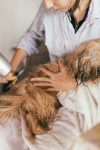 Toilettage pour chien – Toutou Clean Toilettage pour chien – Toutou Clean
